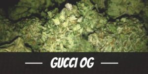 Gucci OG