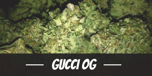 Gucci OG Weed Strain Review and Information - ILGM