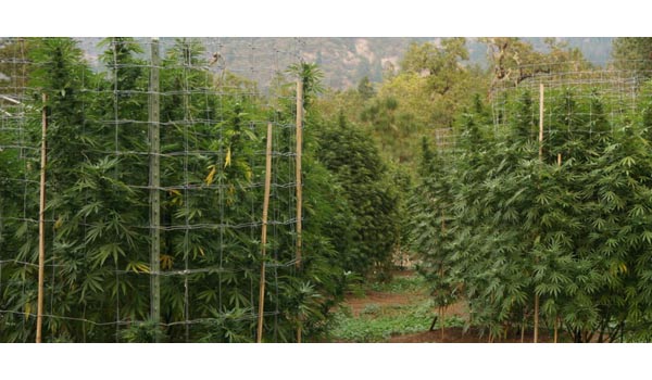 Guerrilla growing hiding plants