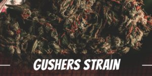 gushers strain