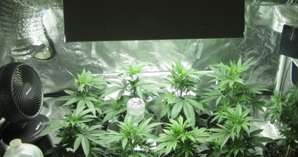 HPS lamp