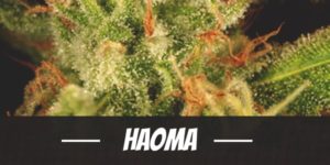 Haoma