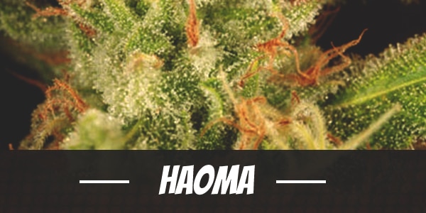 Haoma