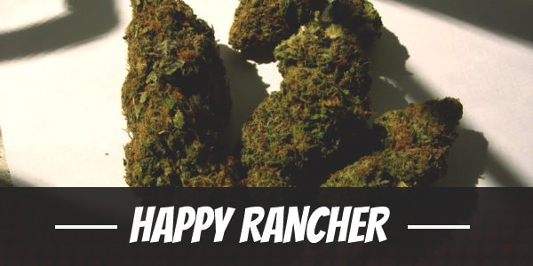 Happy Rancher