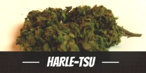 Harle-Tsu