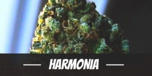 Harmonia cannabis strain review