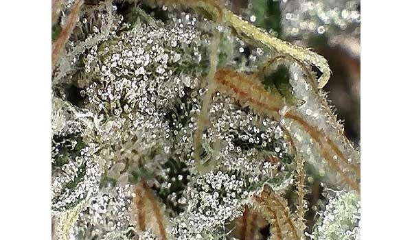 Harvestday trichromes Gold Leaf