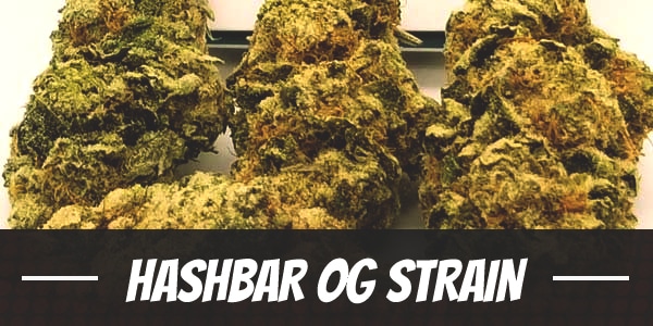 Hashbar OG Strain