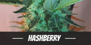 Hashberry