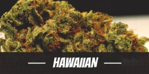 Hawaiian