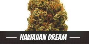 Hawaiian Dream