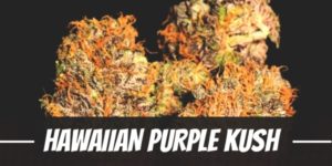 Hawaiian Purple Kush