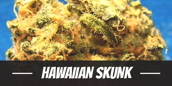 Hawaiian Skunk