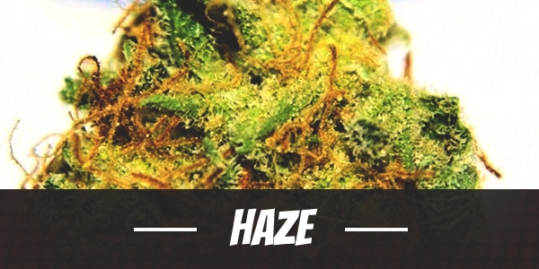 Haze