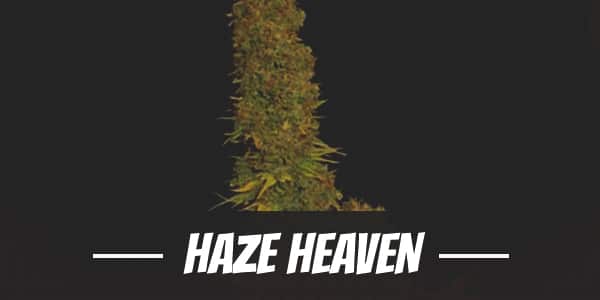 Haze Heaven