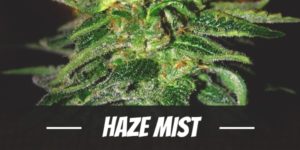 Haze Mist