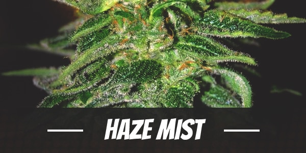 Haze Mist