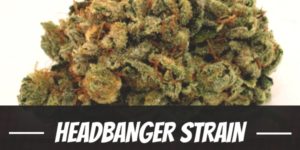 Headbanger Strain