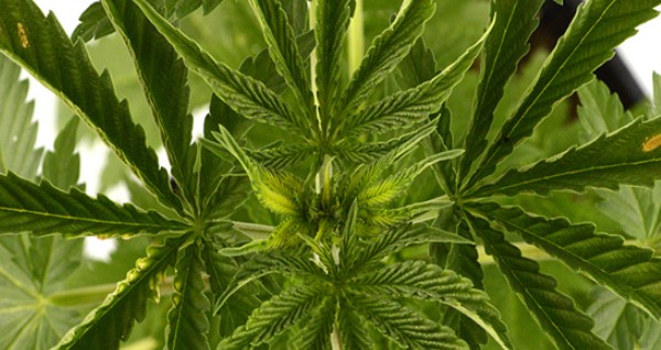 Heatstress on plants - leaves curl up inwards