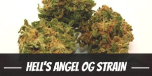Hell’s Angel OG Strain