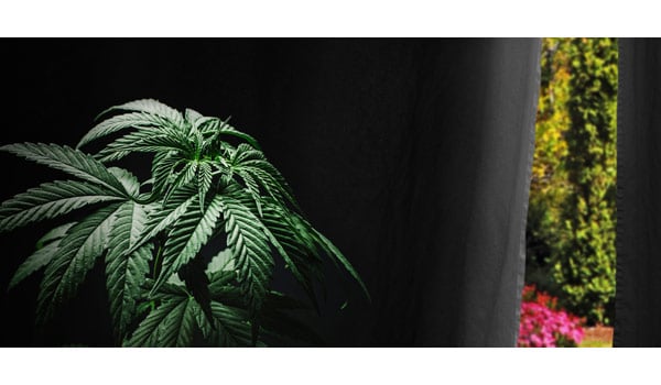 Hiding cannabis outdoor