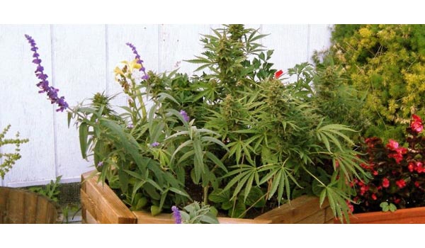 Hiding growing on balcony or rooftop