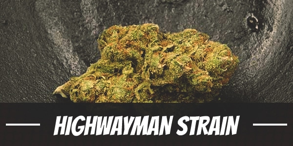 Highwayman Strain