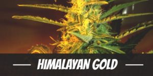 Himalayan Gold