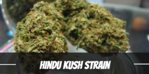 Hindu Kush Strain