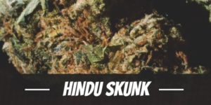 Hindu Skunk