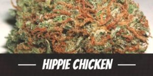 Hippie Chicken