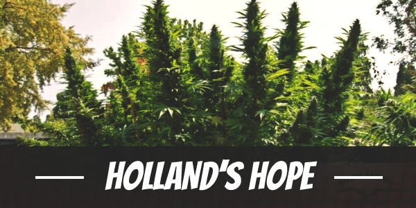 Holland’s Hope