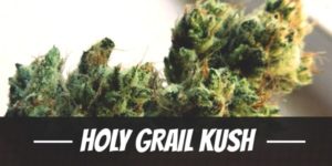 Holy Grail Kush
