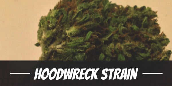 Hoodwreck Strain