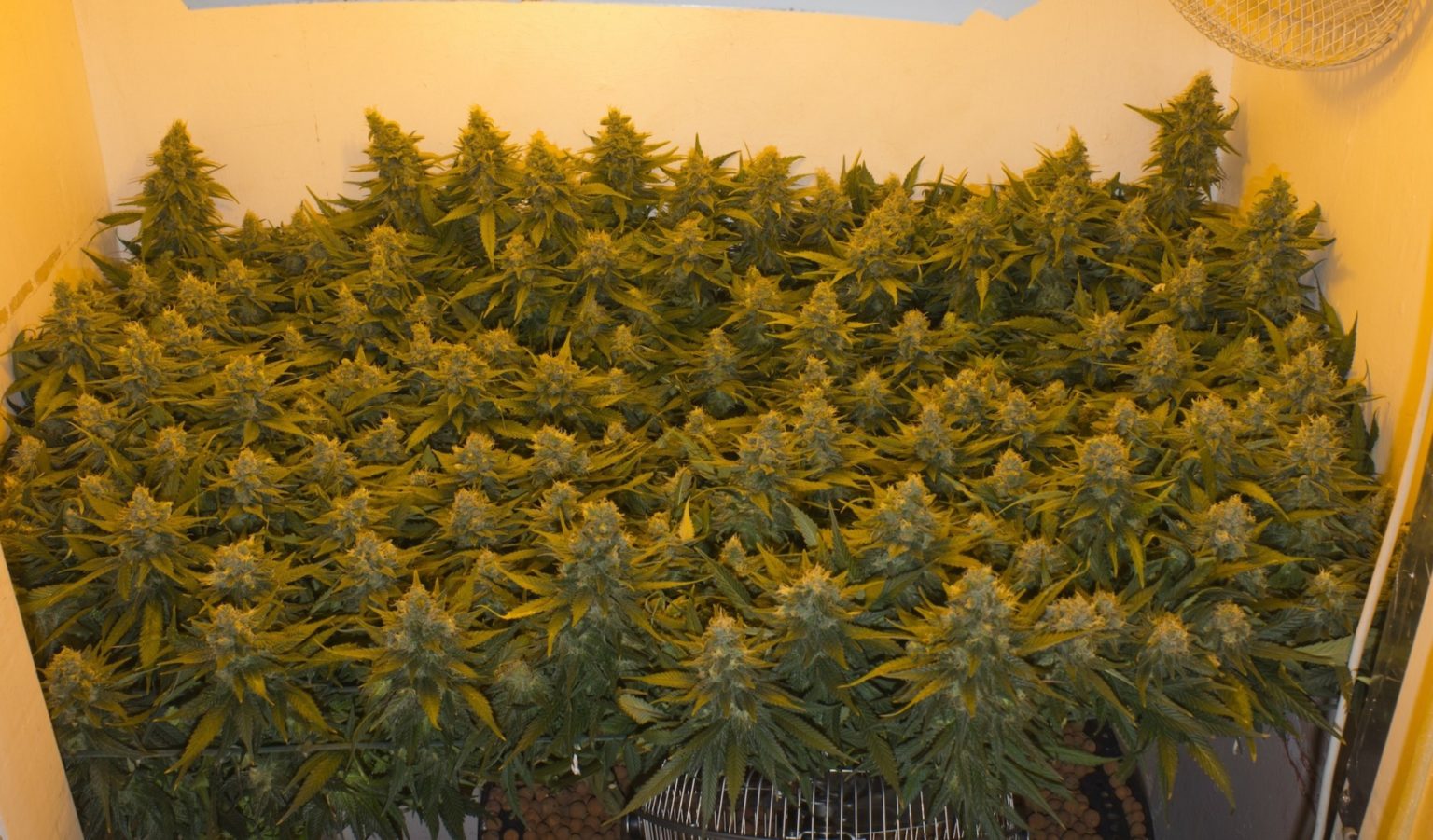 Monster Cropping Marijuana Plants for Huge Yields!