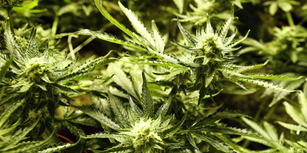 How to Top Marijuana Plants to Get Bigger Yields