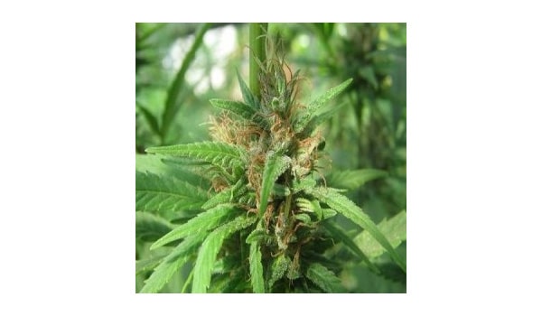 How to fix air marijuana buds