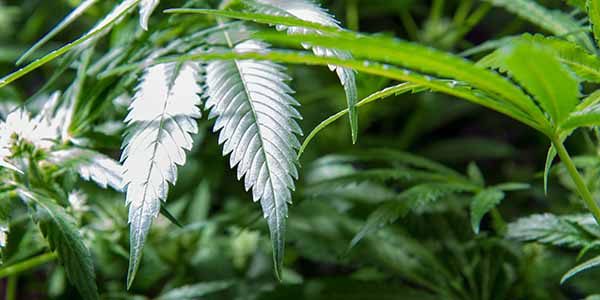 How to time defoliation for the best results