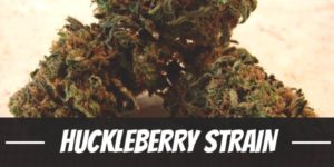 Huckleberry Strain