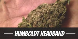 Humboldt Headband