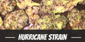 Hurricane Strain
