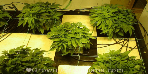 Hydroponics