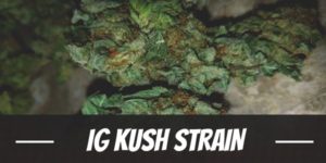 IG Kush Strain