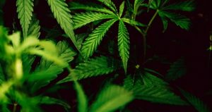 Cannabis Leafs