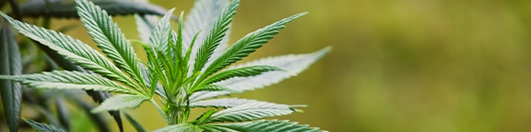How Much Defoliation Should You Do
