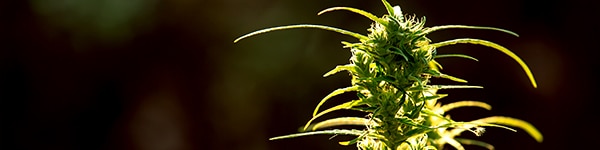 not everyone should practice defoliation