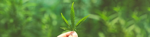 Which plants are good candidates for defoliation