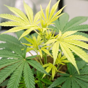 Cannabis plant with pale yellowing on the newest top leaves, an early sign of sulfur deficiency.