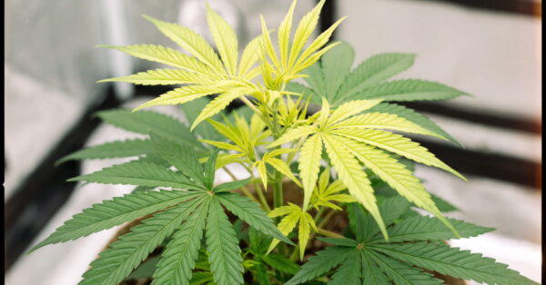 Cannabis plant with pale yellowing on the newest top leaves, an early sign of sulfur deficiency.