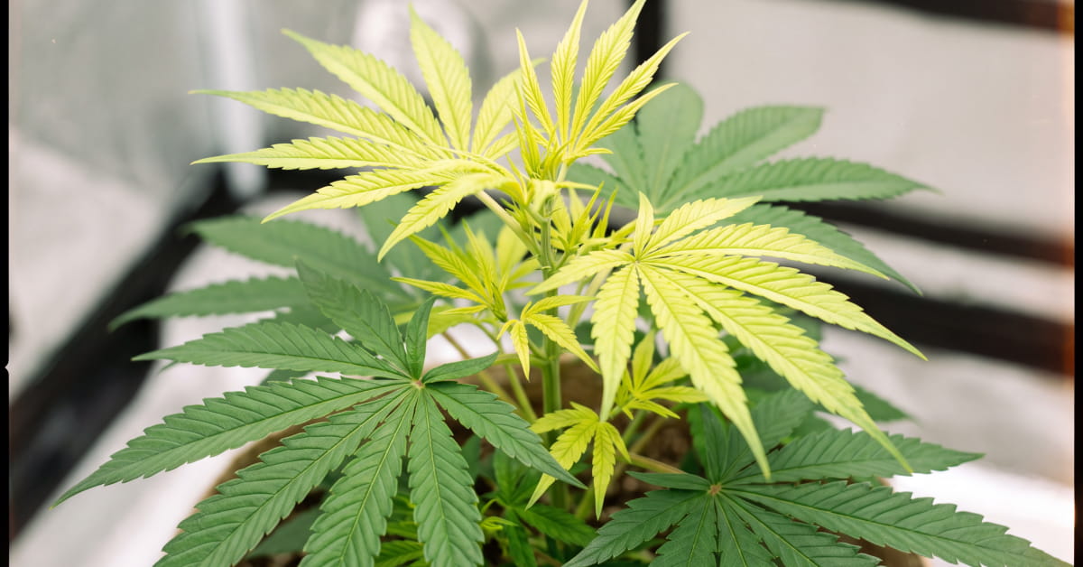 Cannabis plant with pale yellowing on the newest top leaves, an early sign of sulfur deficiency.